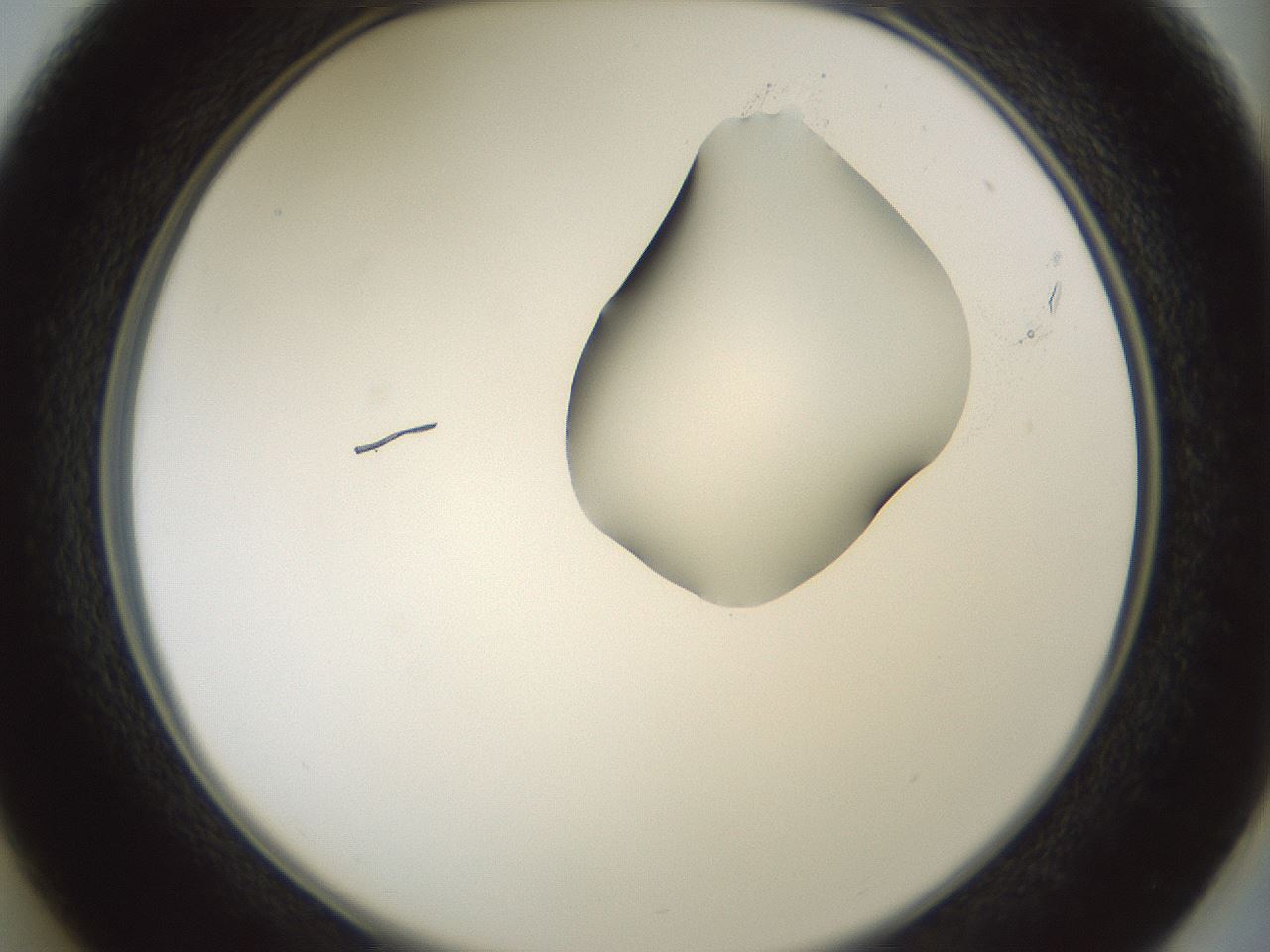 folderID265_plateID1265_batchID4190_wellNum37_profileID1_d2_r75137_ef.jpg