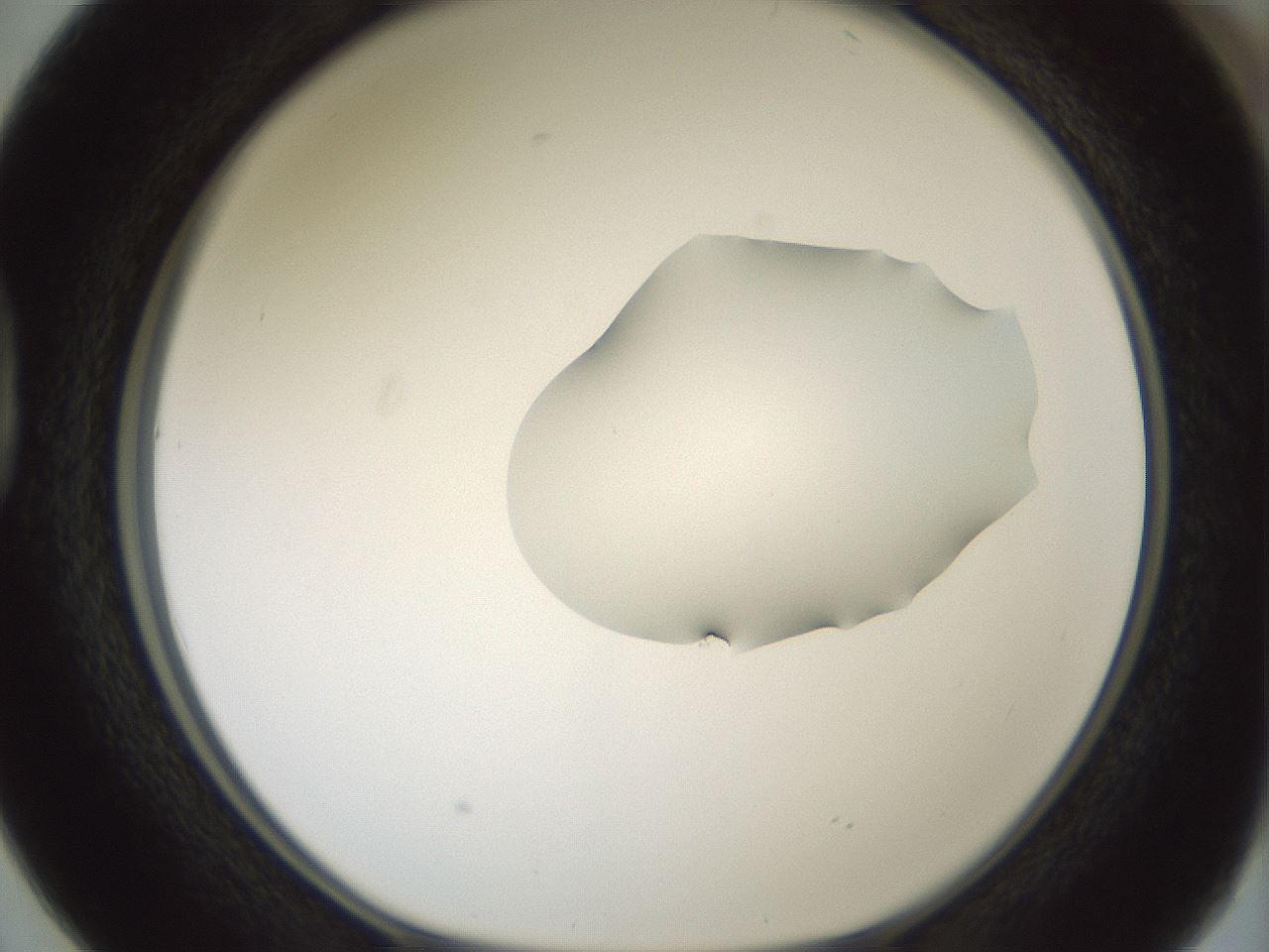 folderID265_plateID1265_batchID4190_wellNum38_profileID1_d1_r75138_ef.jpg