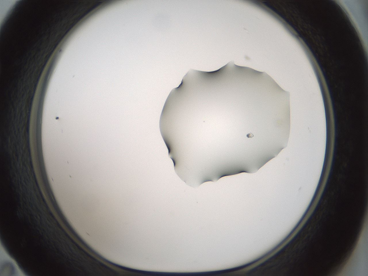 folderID265_plateID1265_batchID4190_wellNum59_profileID1_d1_r75180_ef.jpg