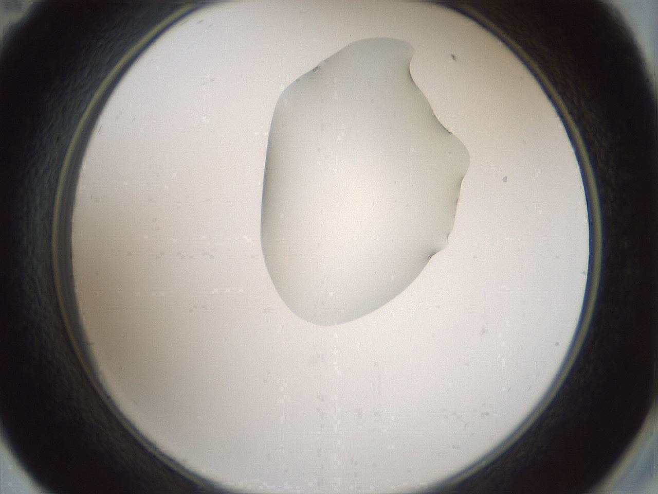folderID265_plateID1265_batchID4190_wellNum59_profileID1_d2_r75181_ef.jpg