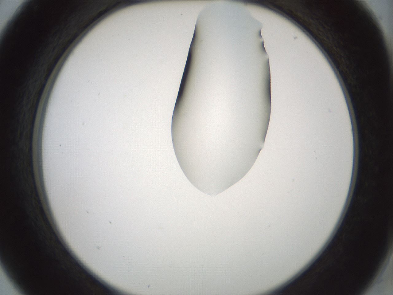 folderID265_plateID1265_batchID4190_wellNum5_profileID1_d2_r75073_ef.jpg