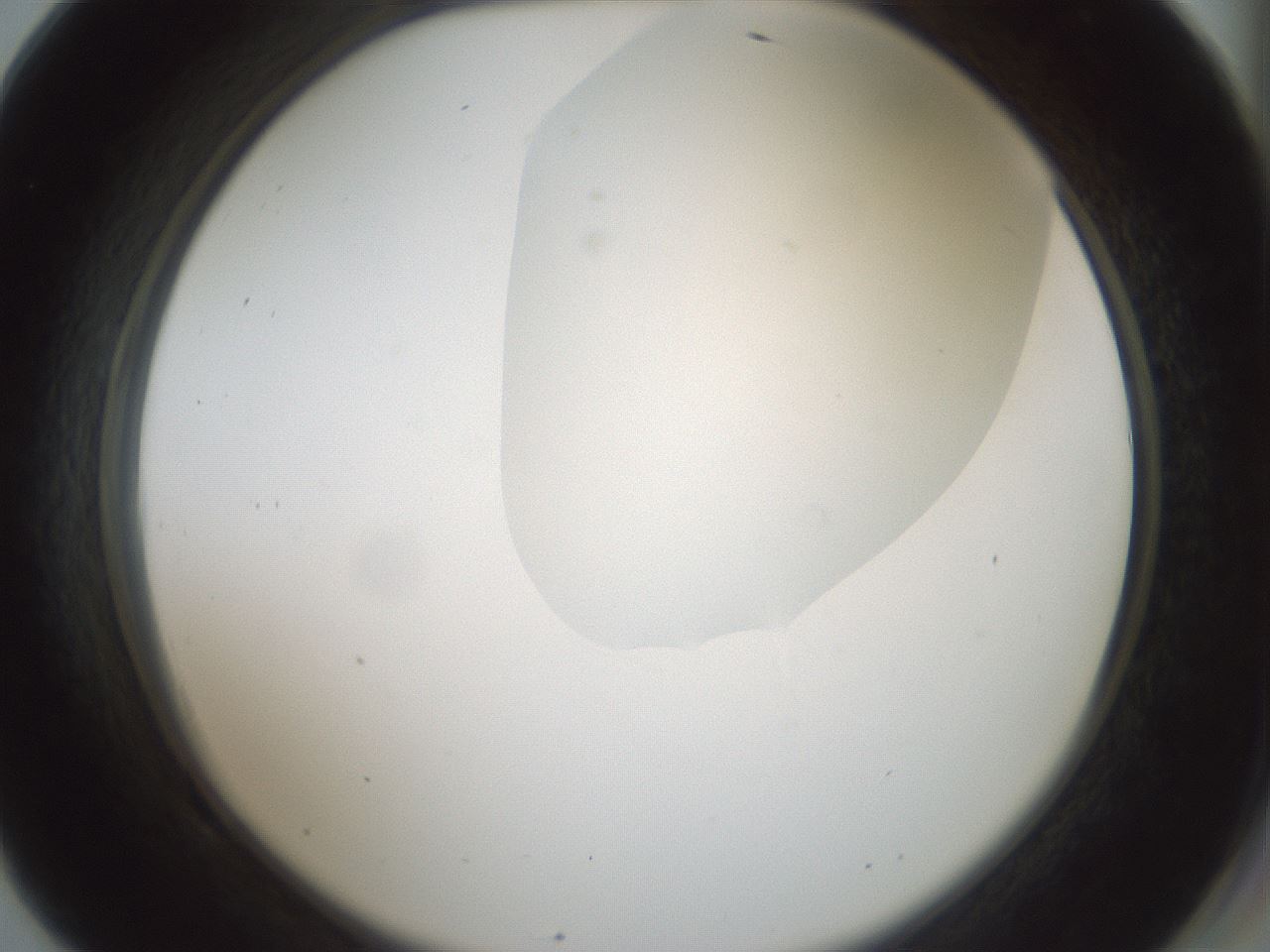 folderID265_plateID1265_batchID4190_wellNum69_profileID1_d2_r75201_ef.jpg