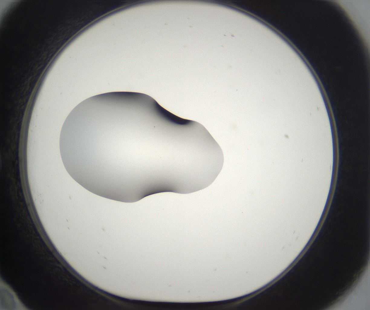 folderID265_plateID2265_batchID10362_wellNum10_profileID1_d1_r158251_ef.jpg