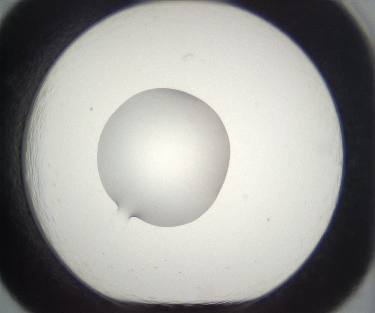 folderID265_plateID2265_batchID10362_wellNum19_profileID1_d1_r158260_ef.jpg
