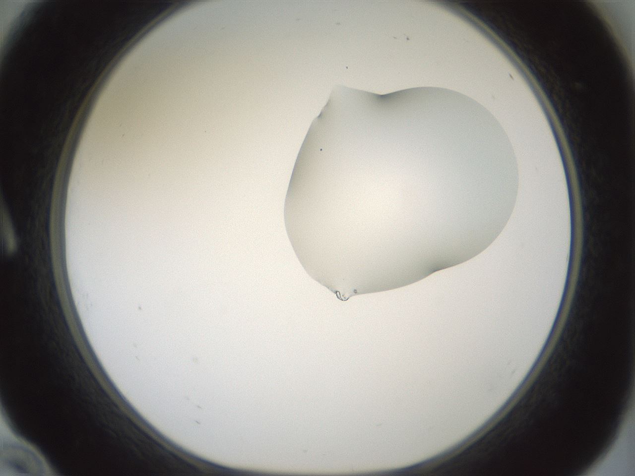 folderID266_plateID1266_batchID4191_wellNum10_profileID1_d1_r75658_ef.jpg