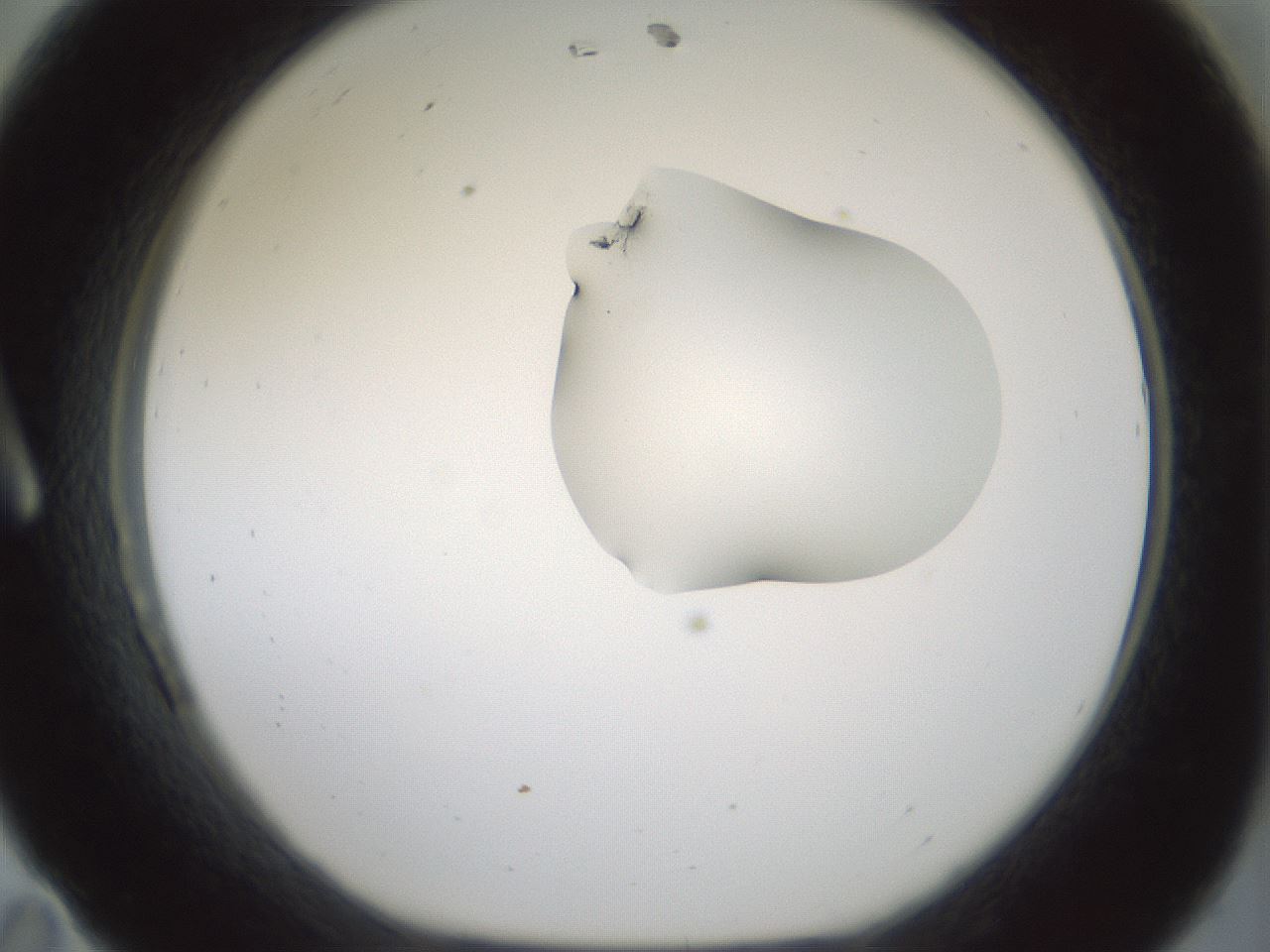 folderID266_plateID1266_batchID4191_wellNum11_profileID1_d1_r75660_ef.jpg