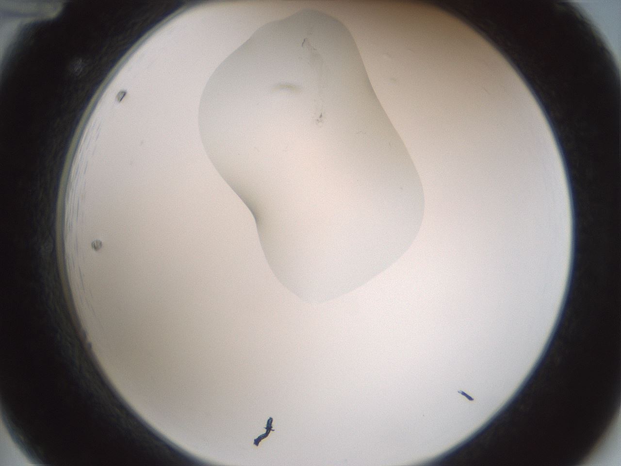 folderID266_plateID1266_batchID4191_wellNum12_profileID1_d2_r75663_ef.jpg