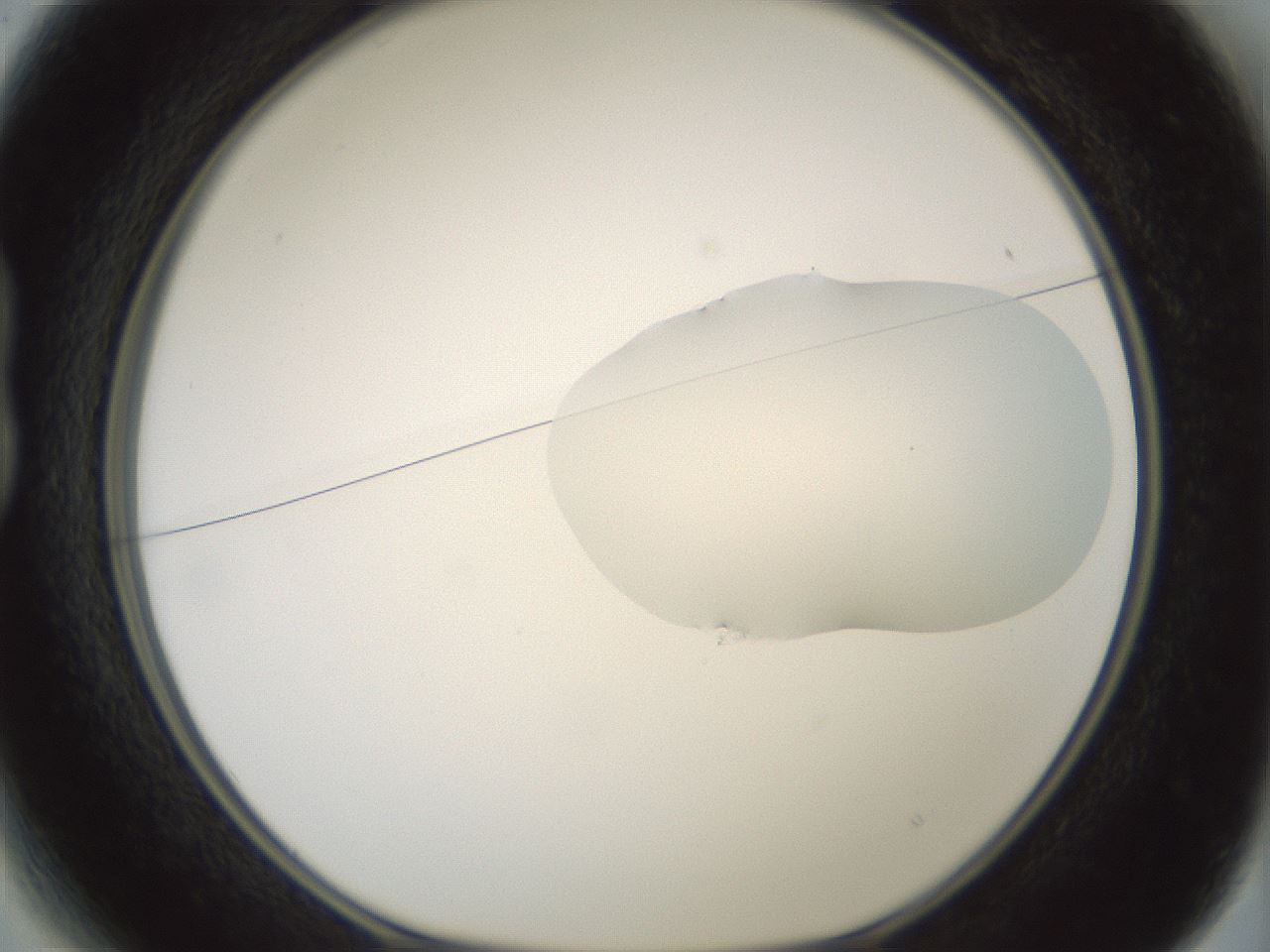 folderID266_plateID1266_batchID4191_wellNum13_profileID1_d1_r75664_ef.jpg