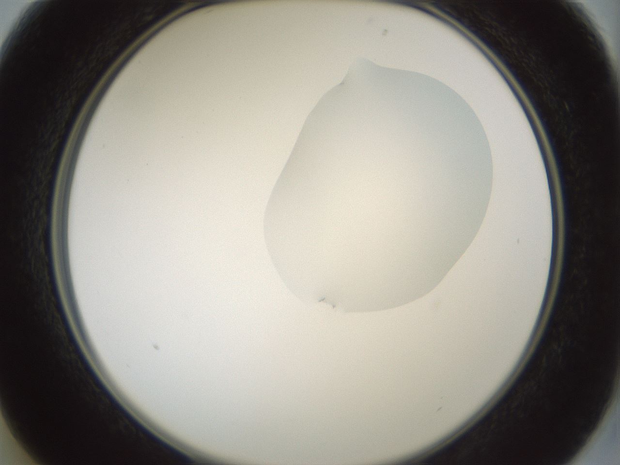 folderID266_plateID1266_batchID4191_wellNum13_profileID1_d2_r75665_ef.jpg