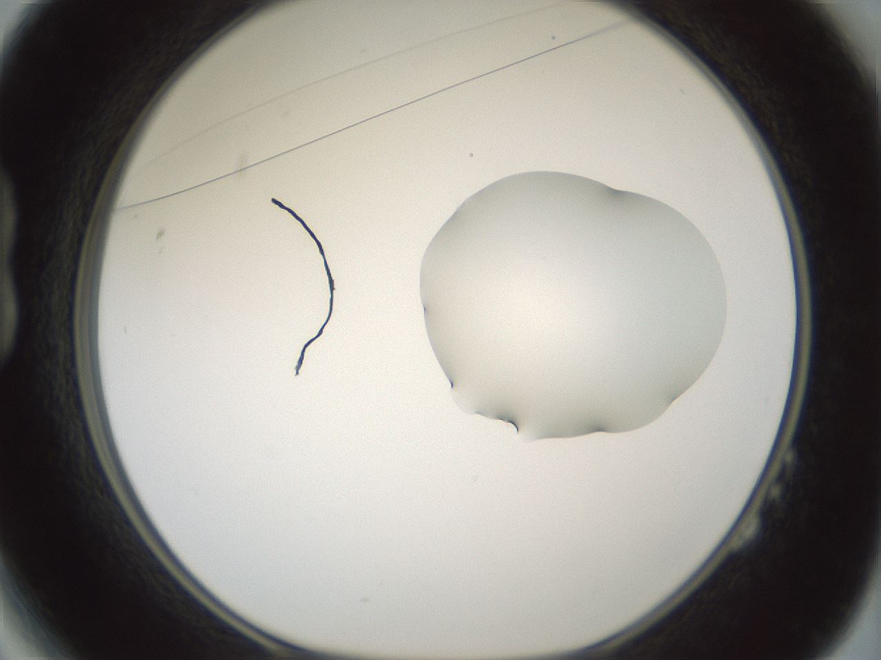 folderID266_plateID1266_batchID4191_wellNum14_profileID1_d1_r75666_ef.jpg