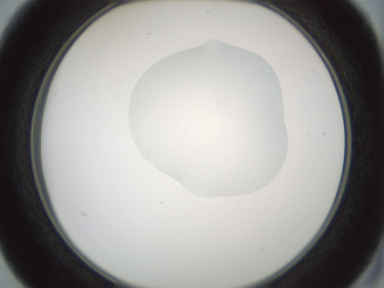 folderID266_plateID1266_batchID4191_wellNum15_profileID1_d2_r75669_ef.jpg