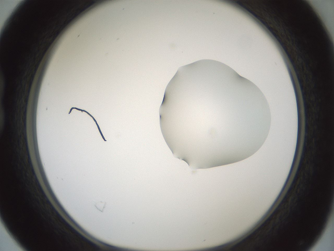 folderID266_plateID1266_batchID4191_wellNum16_profileID1_d1_r75670_ef.jpg