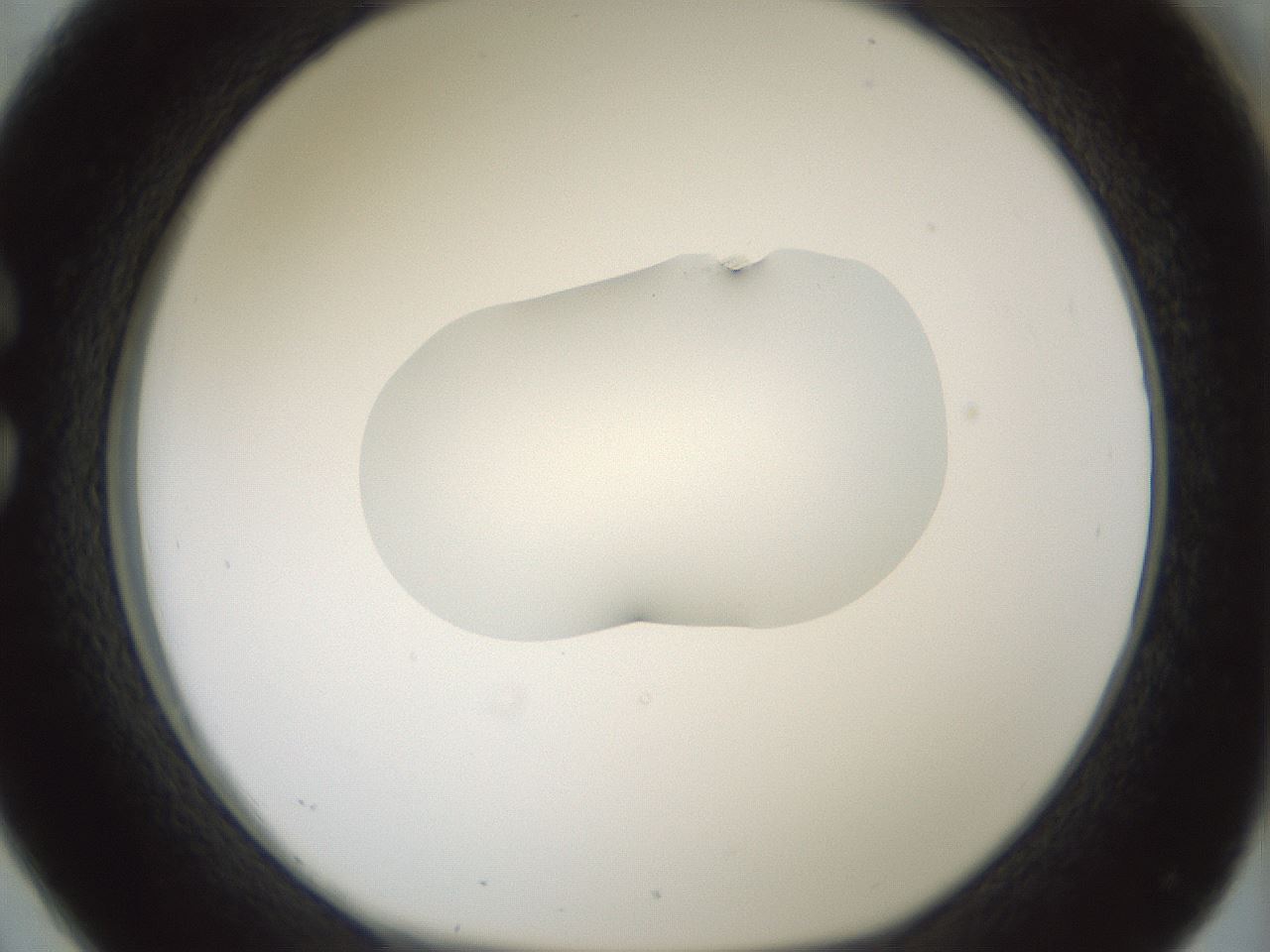 folderID266_plateID1266_batchID4191_wellNum26_profileID1_d1_r75690_ef.jpg