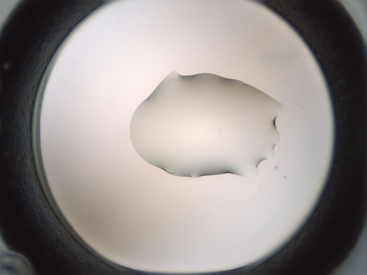 folderID266_plateID1266_batchID4191_wellNum36_profileID1_d1_r75710_ef.jpg
