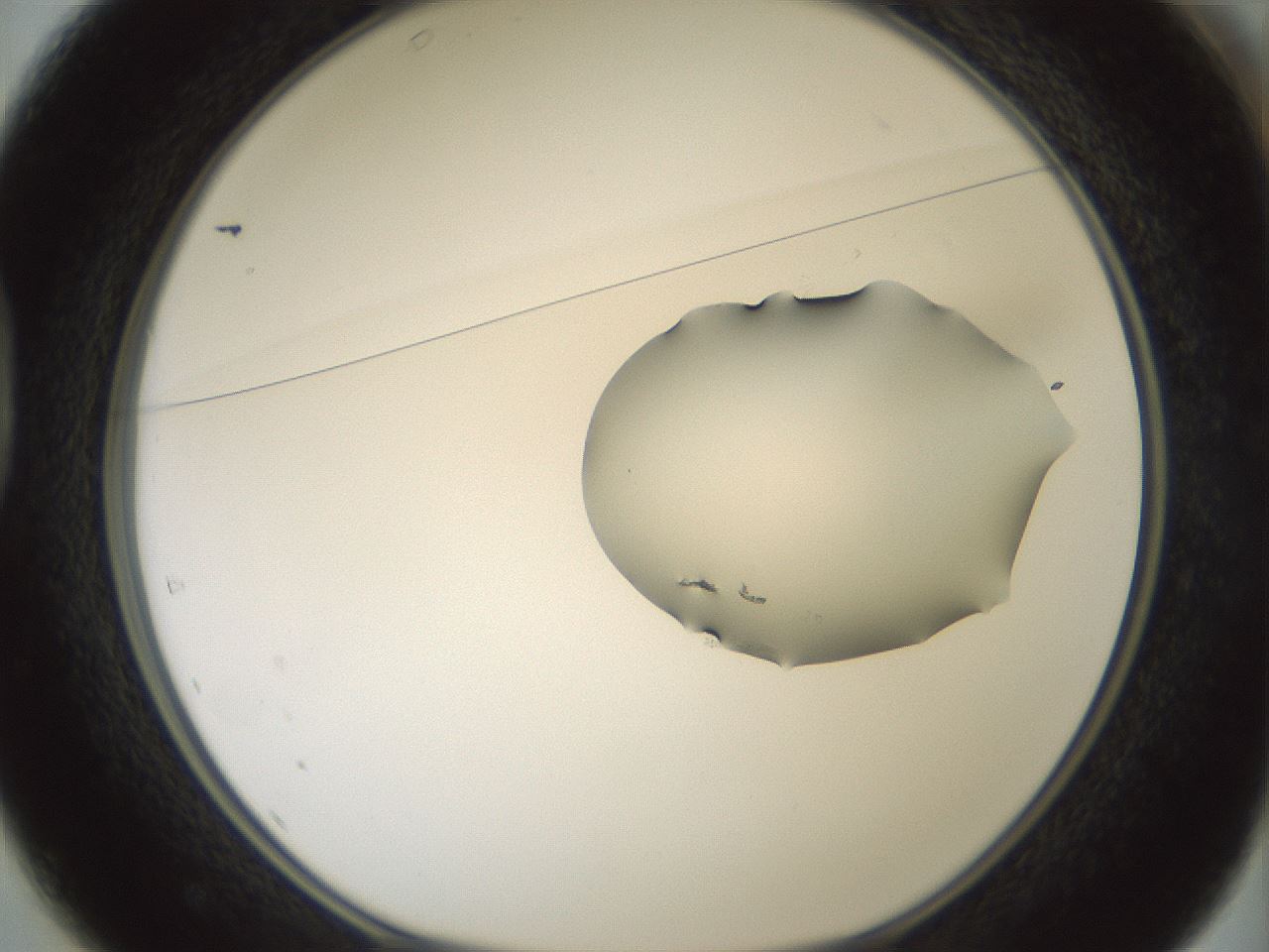 folderID266_plateID1266_batchID4191_wellNum37_profileID1_d1_r75712_ef.jpg