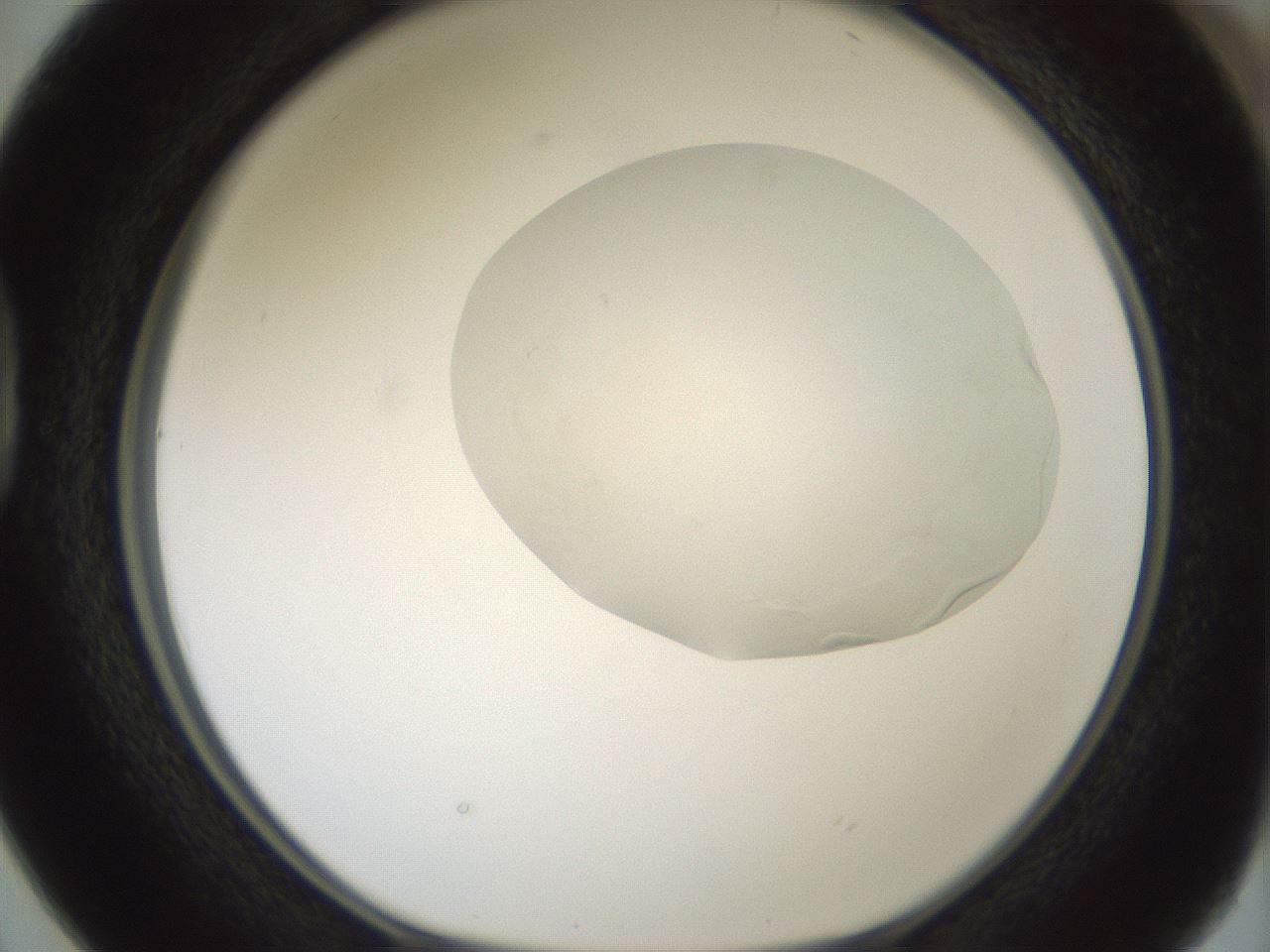 folderID266_plateID1266_batchID4191_wellNum38_profileID1_d1_r75714_ef.jpg