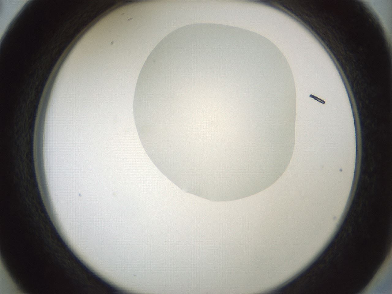 folderID266_plateID1266_batchID4191_wellNum38_profileID1_d2_r75715_ef.jpg