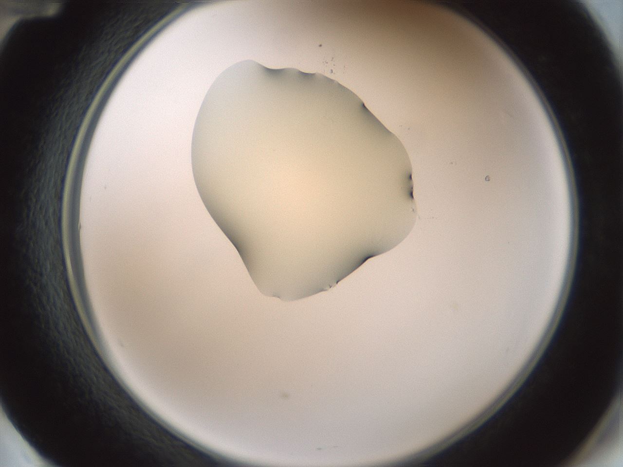 folderID266_plateID1266_batchID4191_wellNum60_profileID1_d2_r75759_ef.jpg