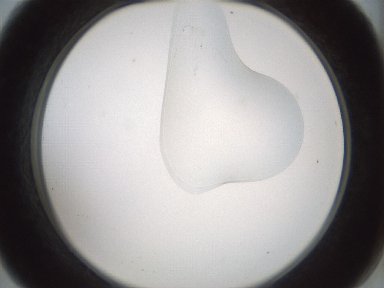 folderID266_plateID1266_batchID4191_wellNum8_profileID1_d2_r75655_ef.jpg
