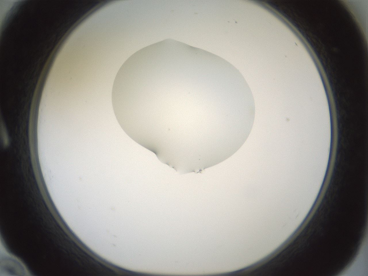 folderID267_plateID1267_batchID4193_wellNum10_profileID1_d1_r76234_ef.jpg