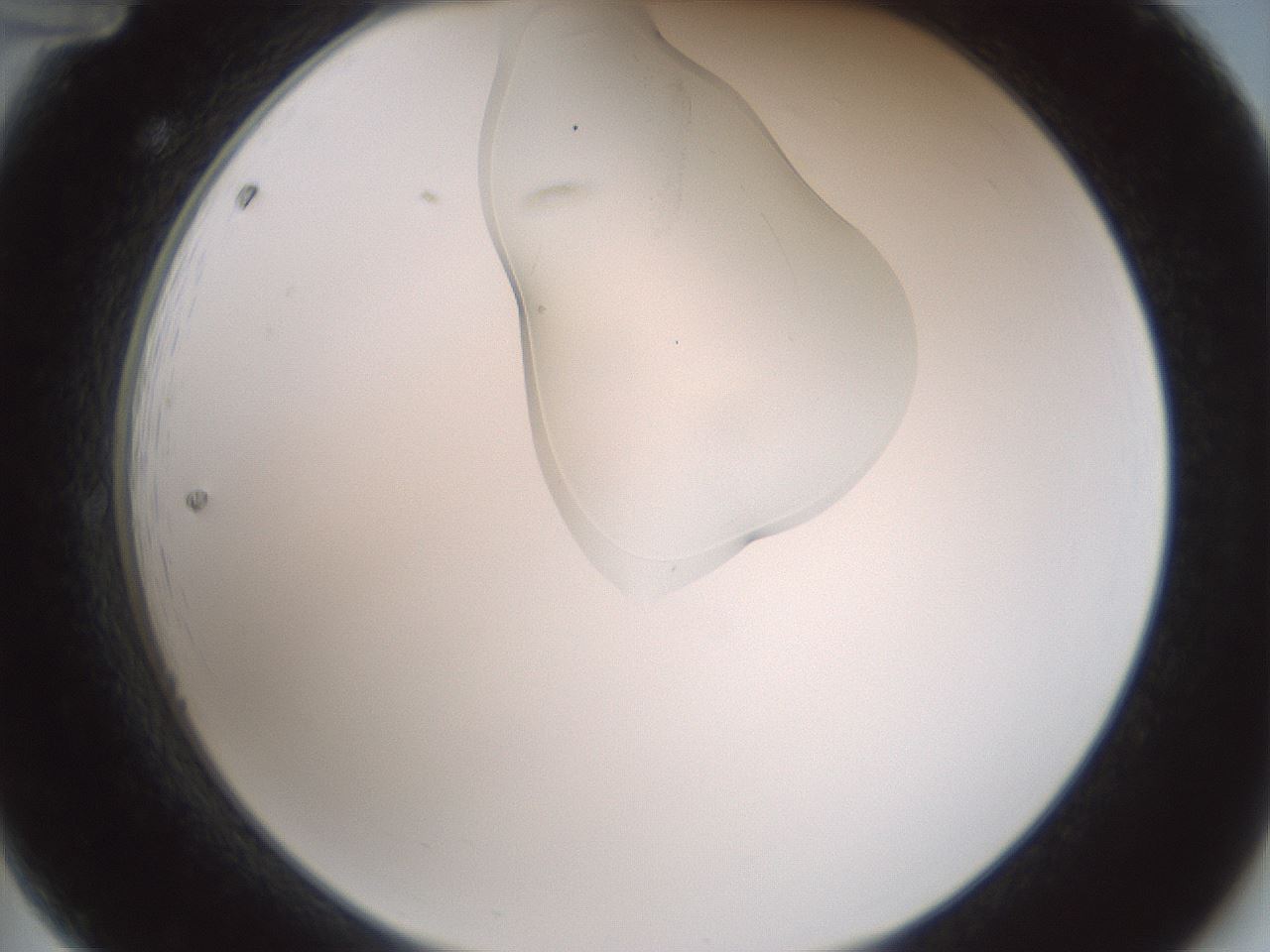 folderID267_plateID1267_batchID4193_wellNum12_profileID1_d2_r76239_ef.jpg