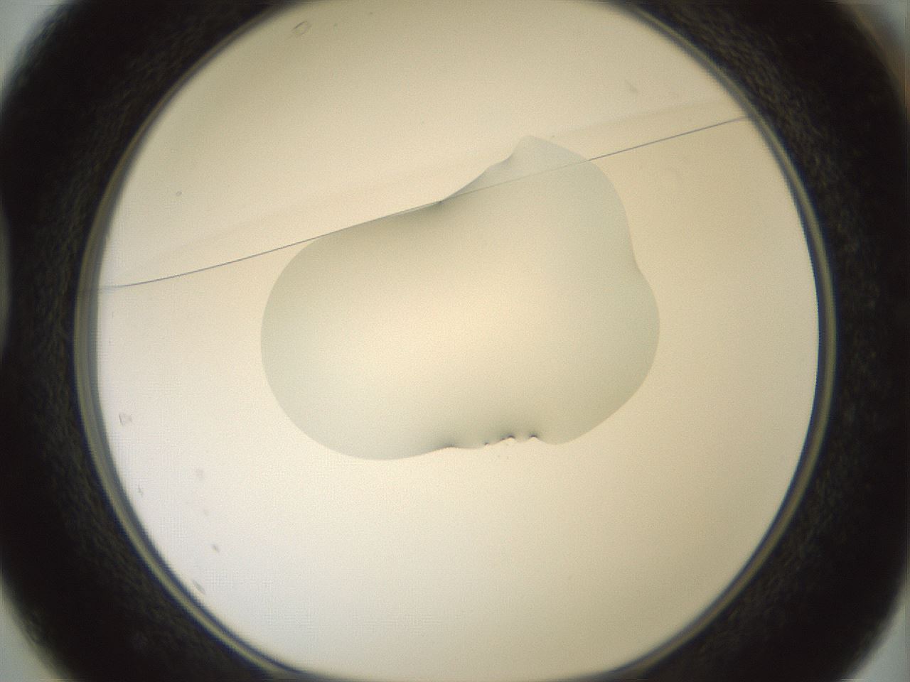 folderID267_plateID1267_batchID4193_wellNum37_profileID1_d1_r76288_ef.jpg
