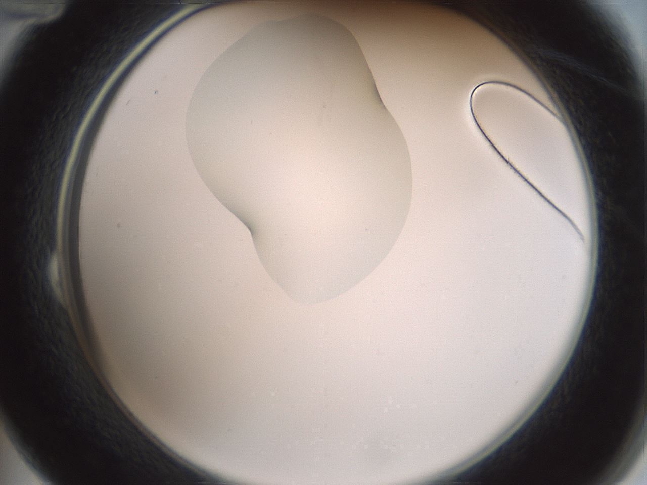 folderID267_plateID1267_batchID4193_wellNum24_profileID1_d2_r76263_ef.jpg