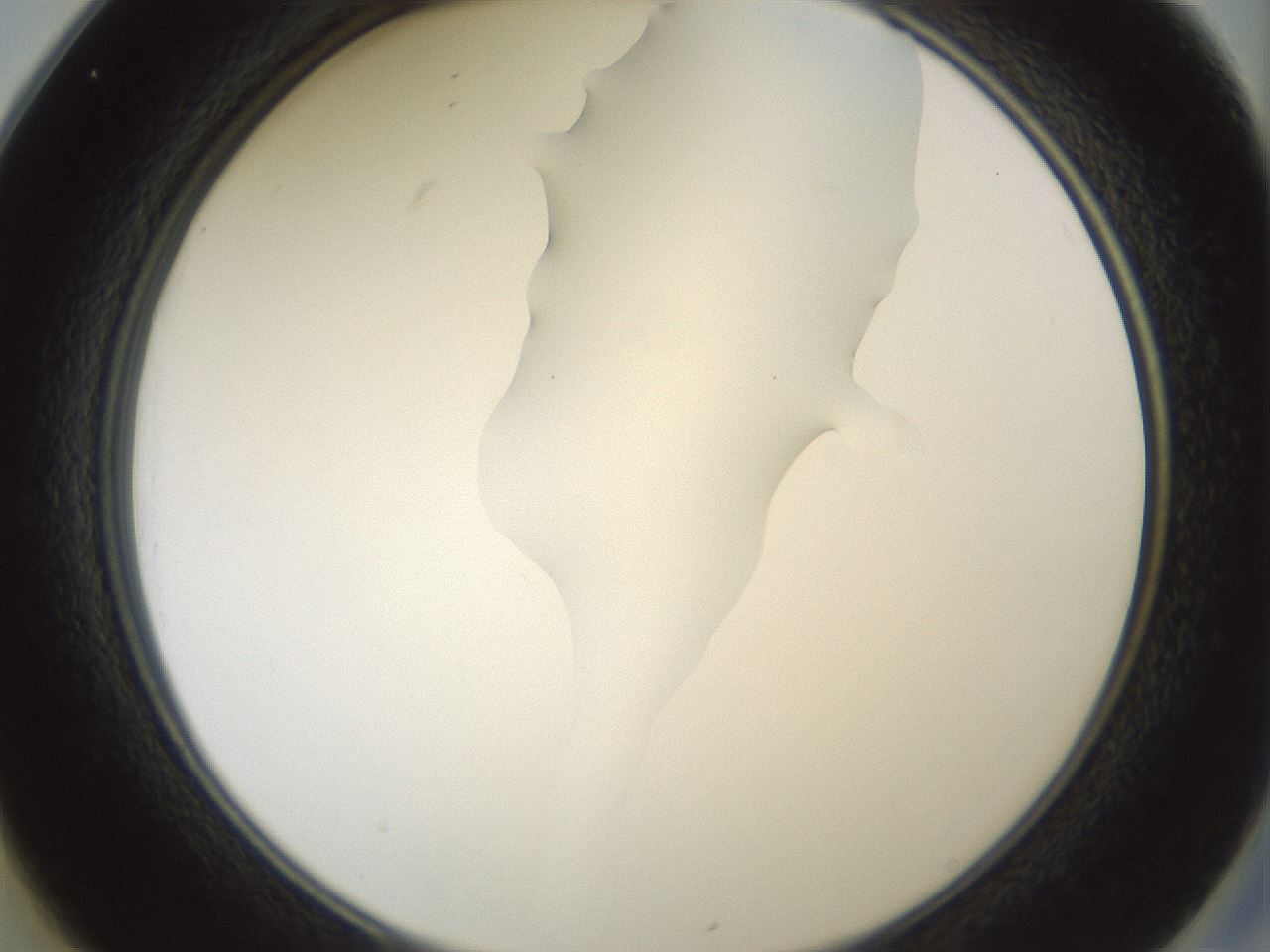 folderID267_plateID1267_batchID4193_wellNum25_profileID1_d2_r76265_ef.jpg