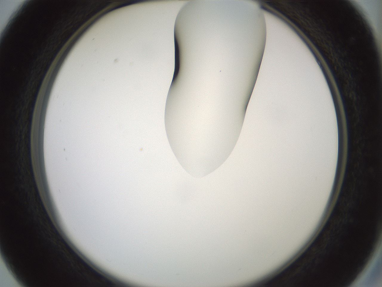 folderID267_plateID1267_batchID4193_wellNum27_profileID1_d2_r76269_ef.jpg