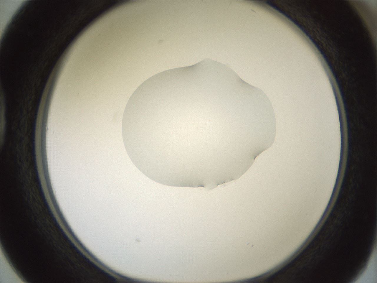 folderID267_plateID1267_batchID4193_wellNum38_profileID1_d1_r76290_ef.jpg