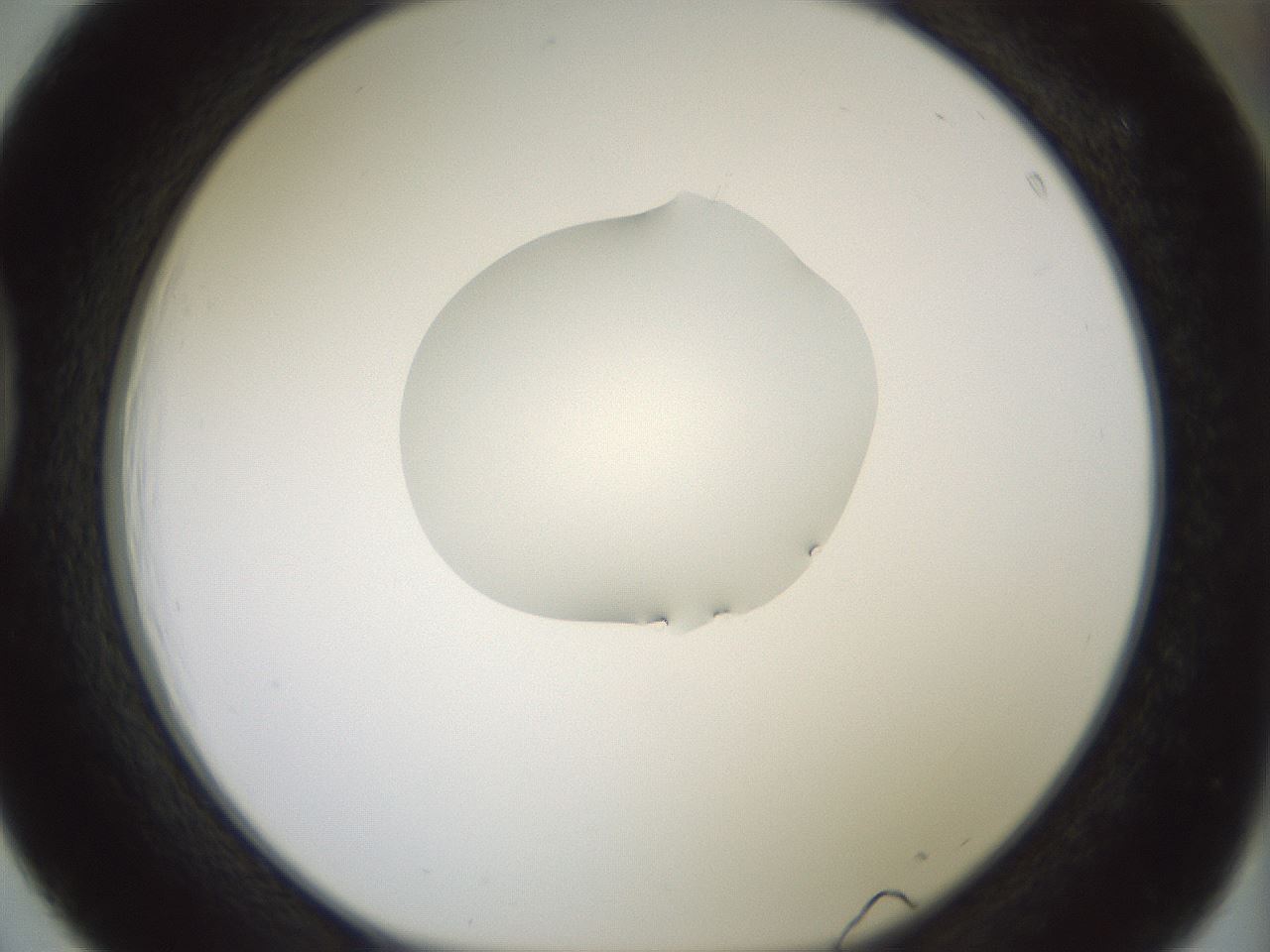 folderID267_plateID1267_batchID4193_wellNum39_profileID1_d1_r76292_ef.jpg