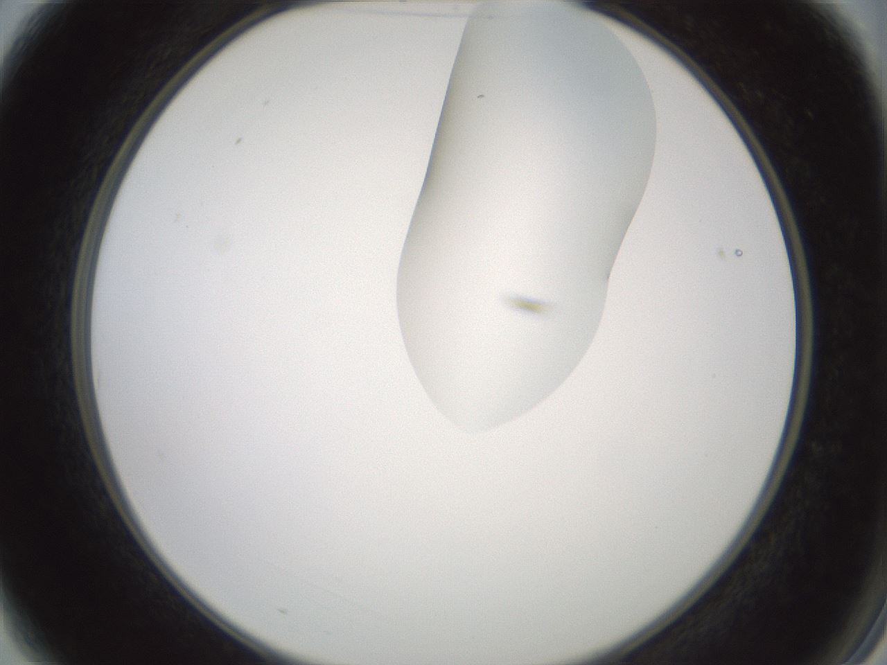 folderID267_plateID1267_batchID4193_wellNum3_profileID1_d2_r76221_ef.jpg