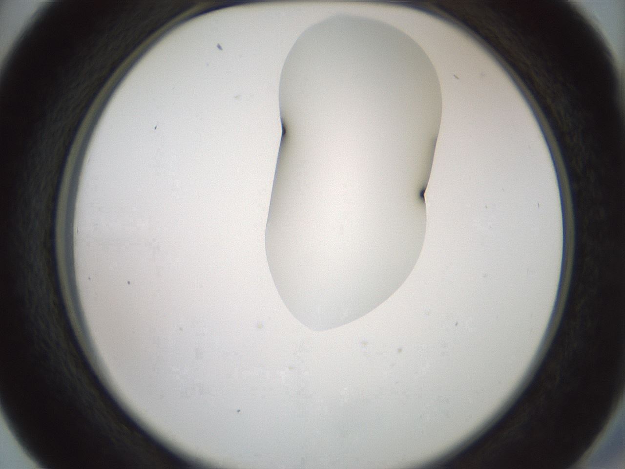 folderID267_plateID1267_batchID4193_wellNum41_profileID1_d2_r76297_ef.jpg