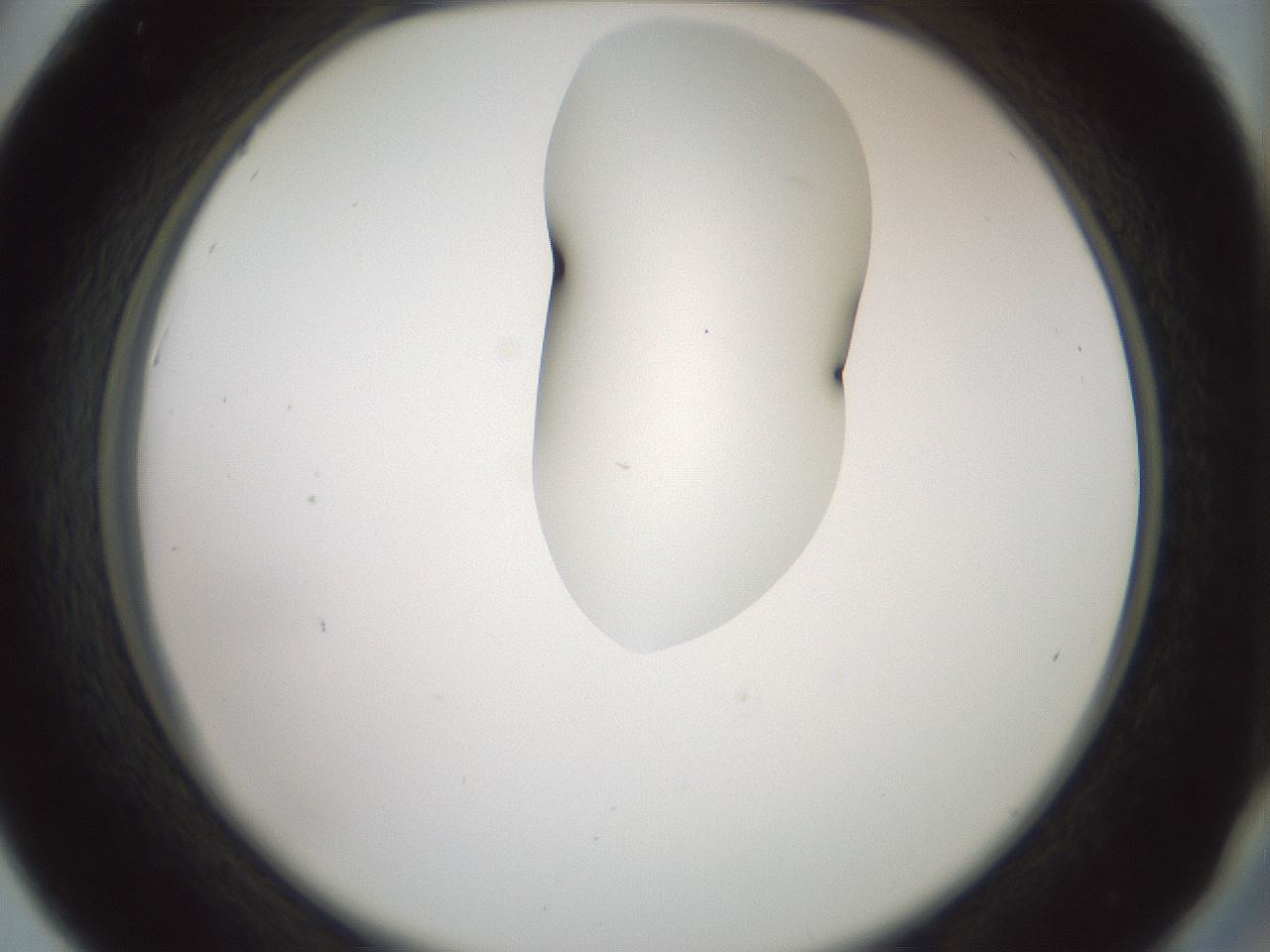 folderID267_plateID1267_batchID4193_wellNum42_profileID1_d2_r76299_ef.jpg