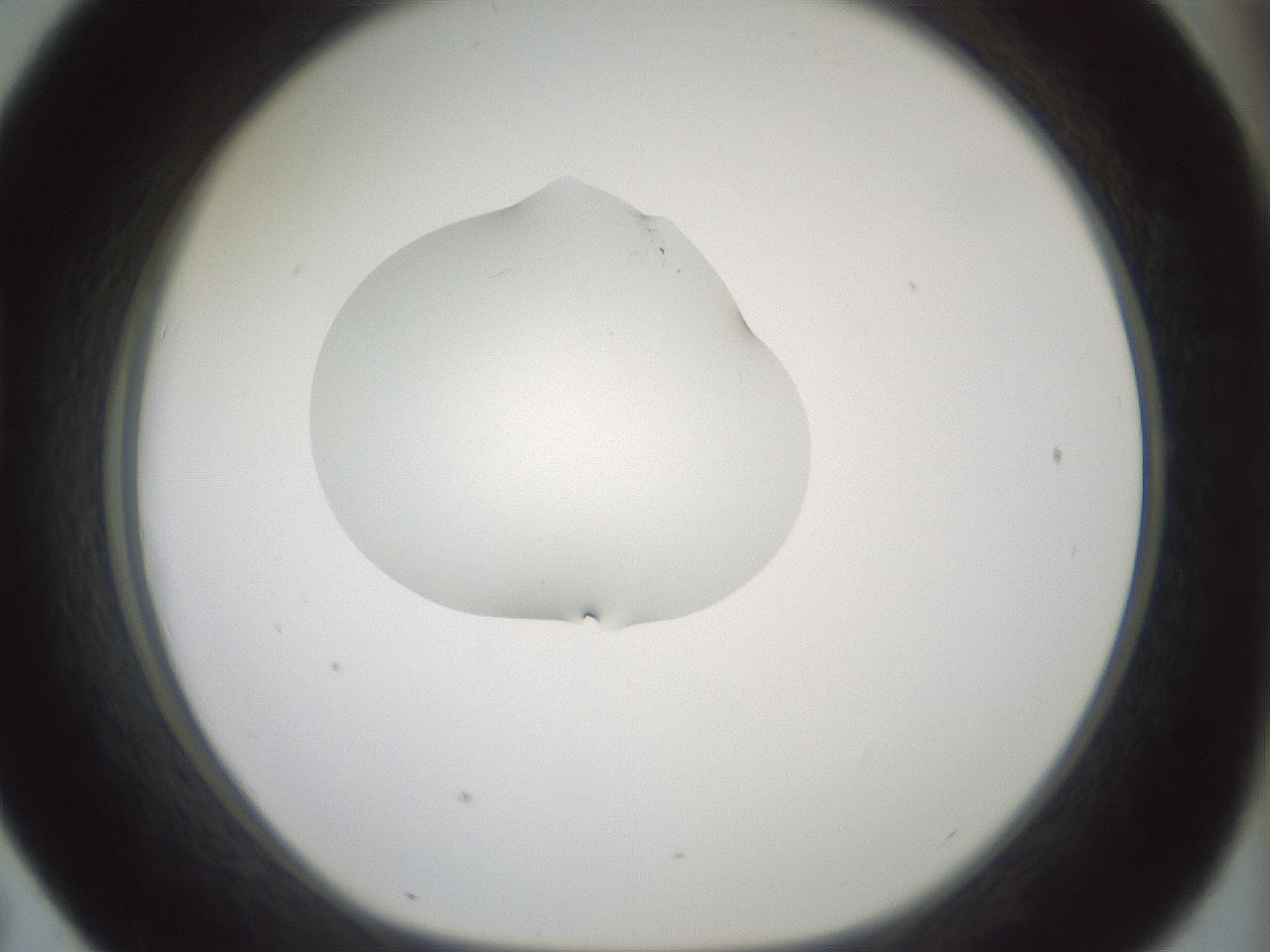 folderID267_plateID1267_batchID4193_wellNum43_profileID1_d1_r76300_ef.jpg