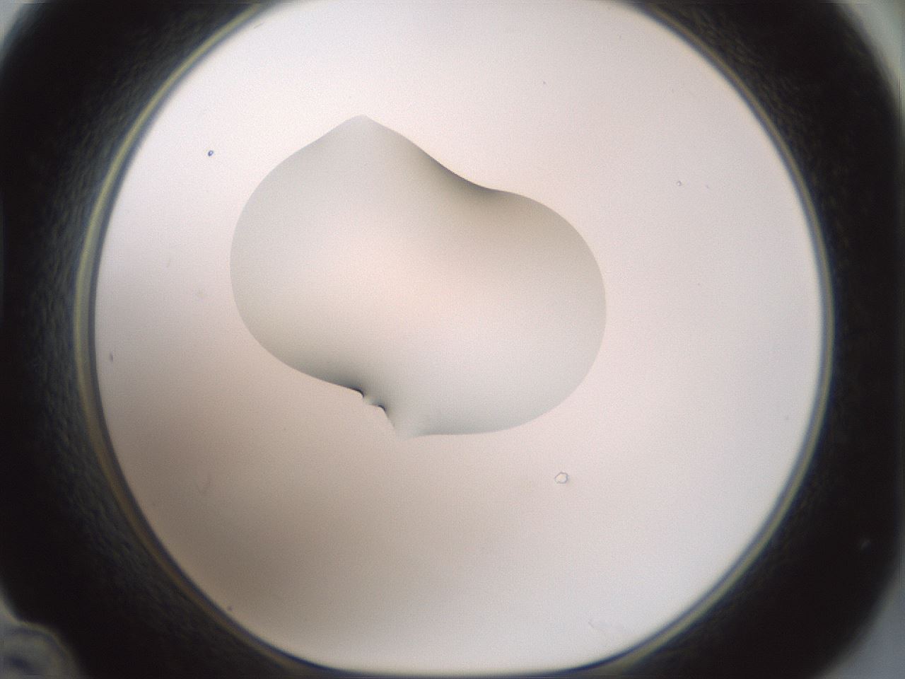 folderID267_plateID1267_batchID4193_wellNum48_profileID1_d1_r76310_ef.jpg
