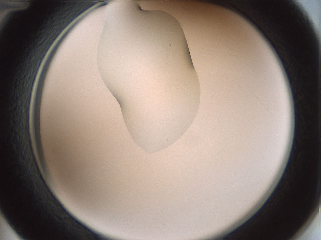 folderID267_plateID1267_batchID4193_wellNum48_profileID1_d2_r76311_ef.jpg