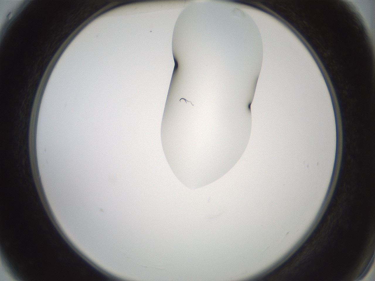 folderID267_plateID1267_batchID4193_wellNum4_profileID1_d2_r76223_ef.jpg