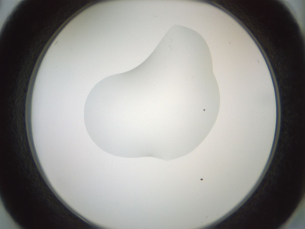 folderID267_plateID1267_batchID4193_wellNum50_profileID1_d2_r76315_ef.jpg
