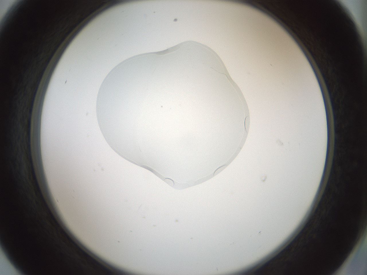 folderID267_plateID1267_batchID4193_wellNum56_profileID1_d2_r76327_ef.jpg