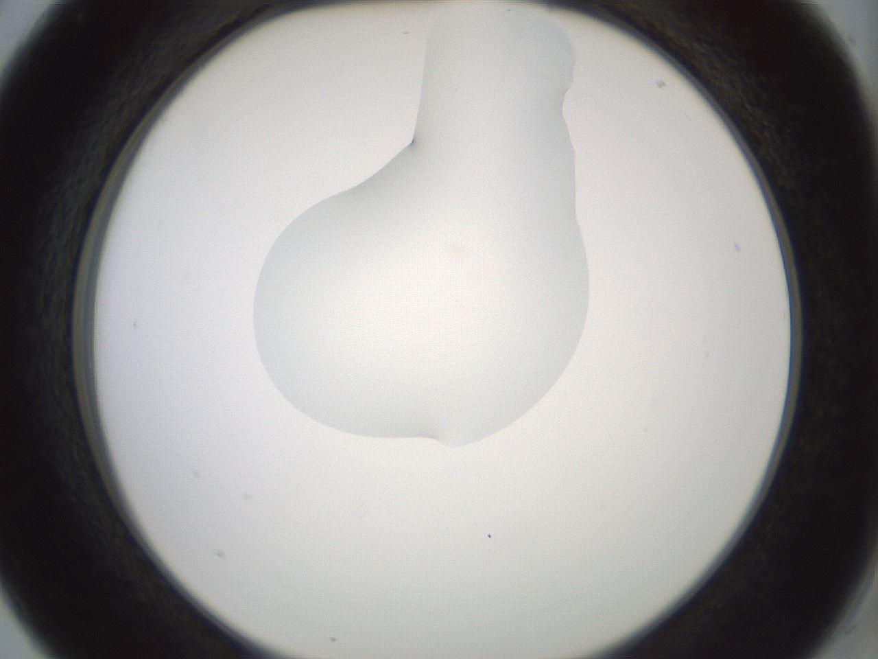 folderID267_plateID1267_batchID4193_wellNum5_profileID1_d2_r76225_ef.jpg