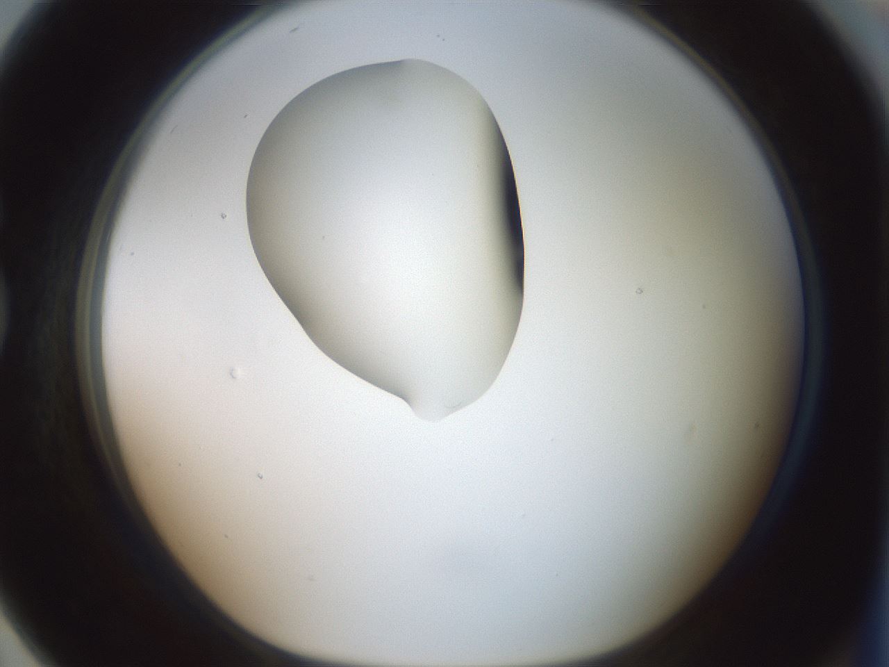 folderID267_plateID1267_batchID4193_wellNum79_profileID1_d1_r76372_ef.jpg