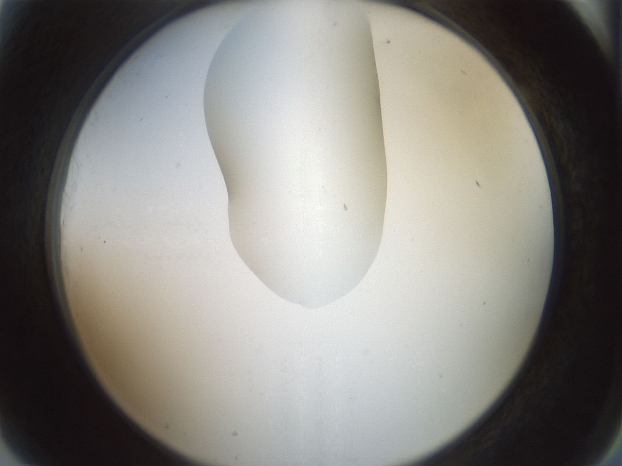 folderID267_plateID1267_batchID4193_wellNum81_profileID1_d2_r76377_ef.jpg