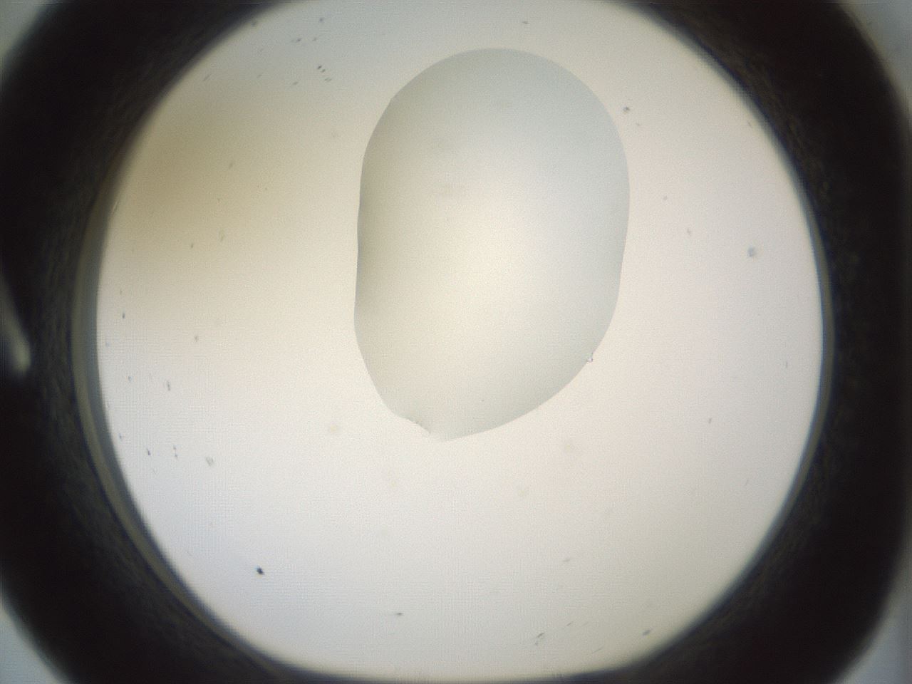 folderID267_plateID1267_batchID4193_wellNum8_profileID1_d1_r76230_ef.jpg