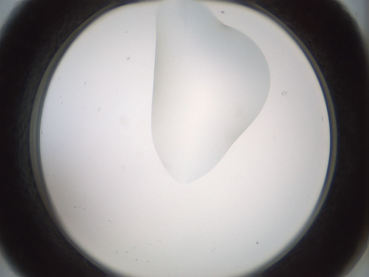 folderID267_plateID1267_batchID4193_wellNum8_profileID1_d2_r76231_ef.jpg