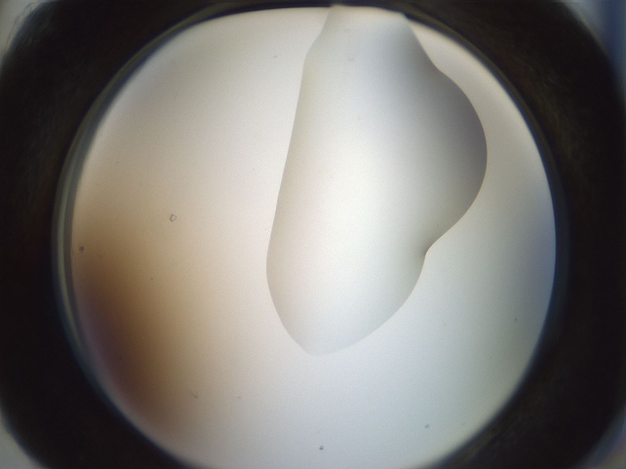 folderID267_plateID1267_batchID4193_wellNum90_profileID1_d2_r76395_ef.jpg