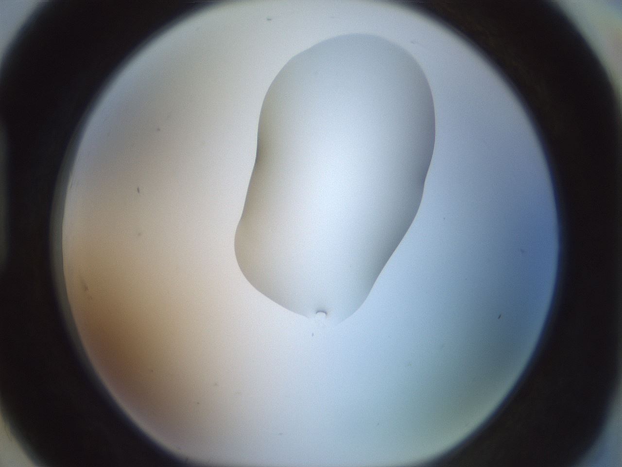 folderID267_plateID1267_batchID4193_wellNum91_profileID1_d1_r76396_ef.jpg