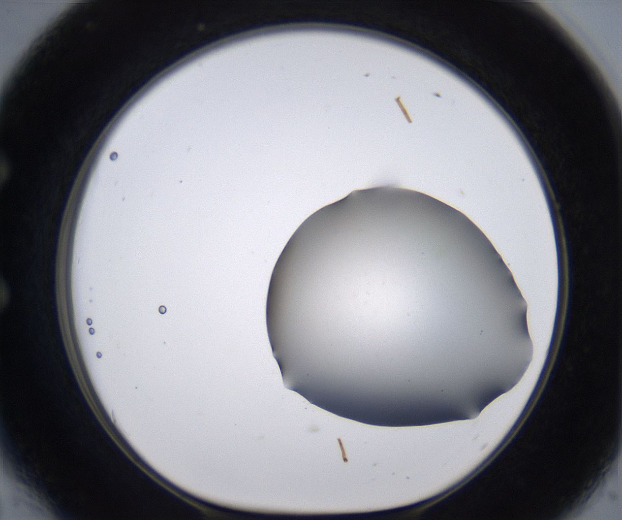 folderID267_plateID2267_batchID10355_wellNum54_profileID1_d1_r157868_ef.jpg