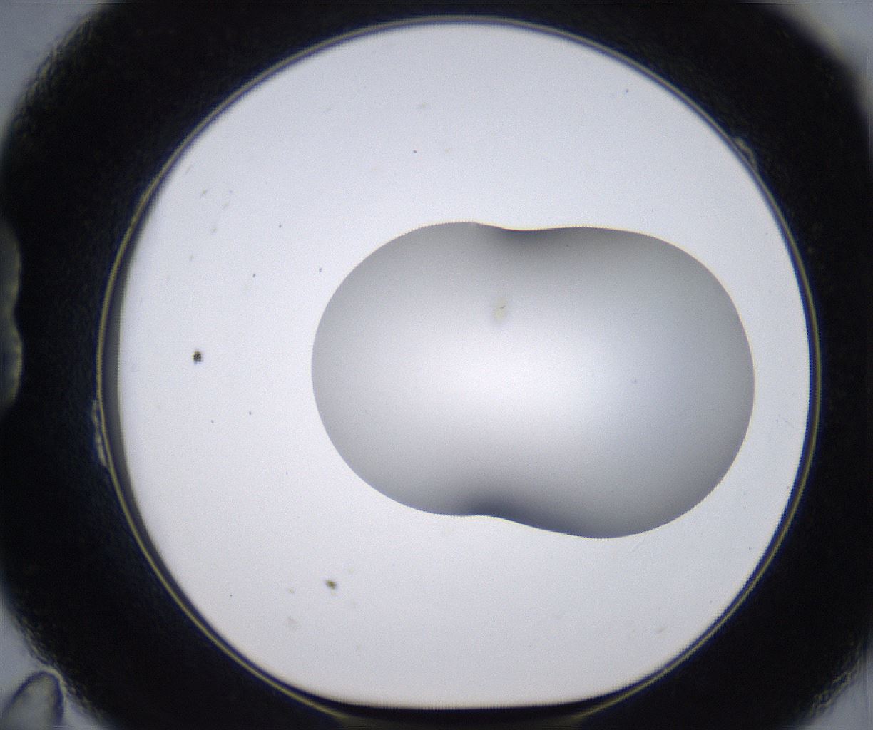 folderID268_plateID2268_batchID10353_wellNum23_profileID1_d1_r157614_ef.jpg