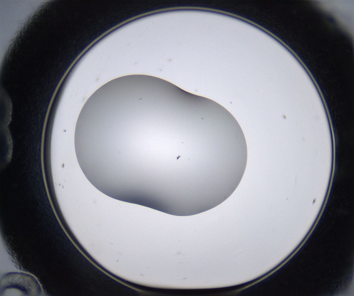 folderID268_plateID2268_batchID10353_wellNum24_profileID1_d1_r157616_ef.jpg